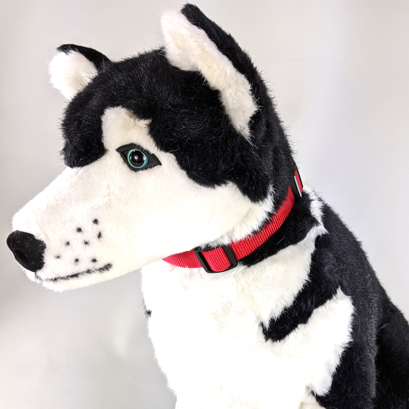 ハスキー犬モデルがIsson製の赤いペット首輪を着用している様子
